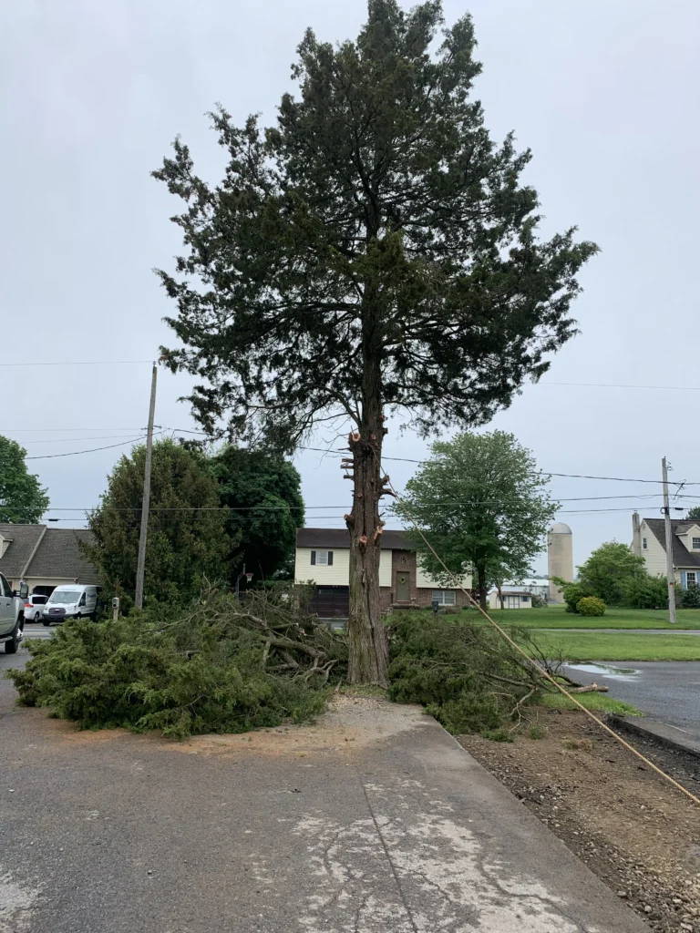 Tree Removal in Lititz, PA | GM Property Services LLC