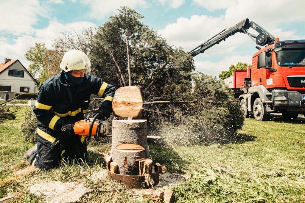 tree removal