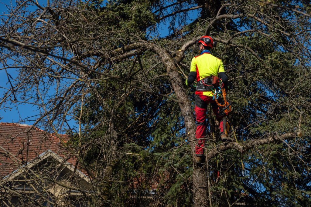 tree removal