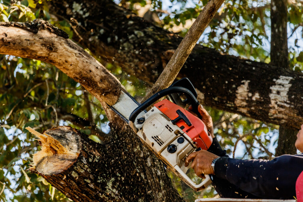 Tree removal