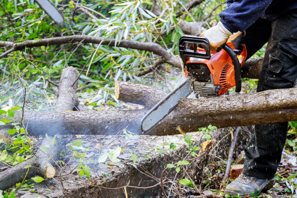 tree removal