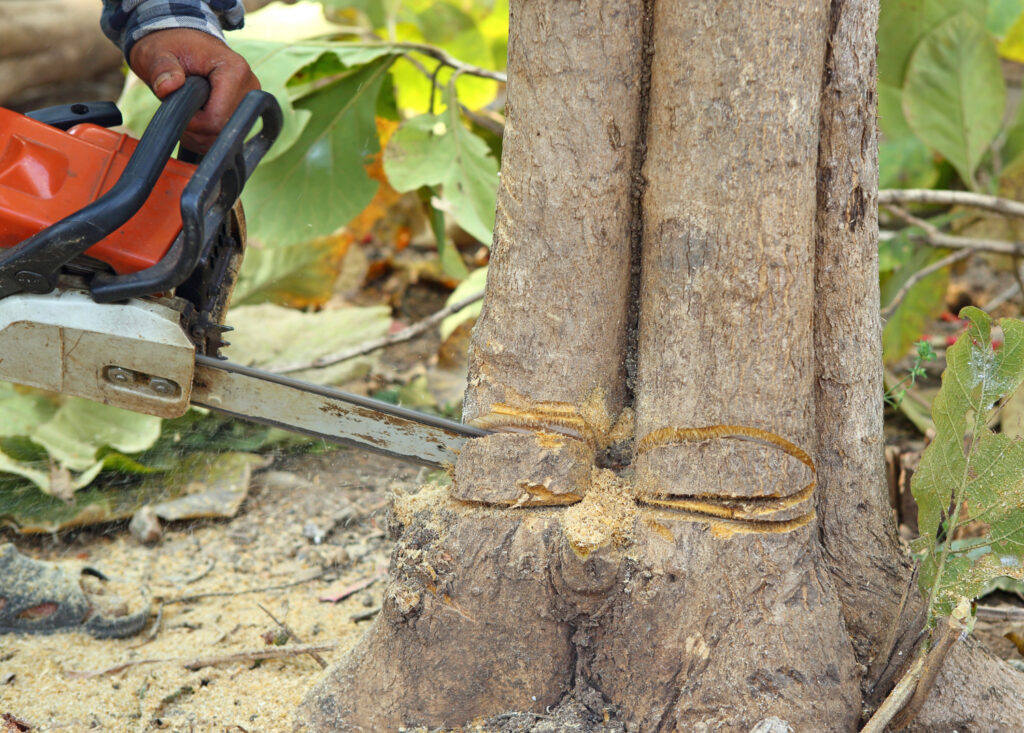 tree removal