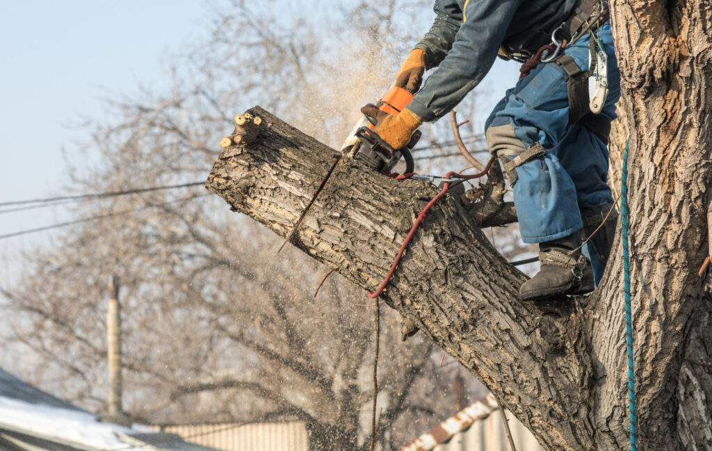 tree removal