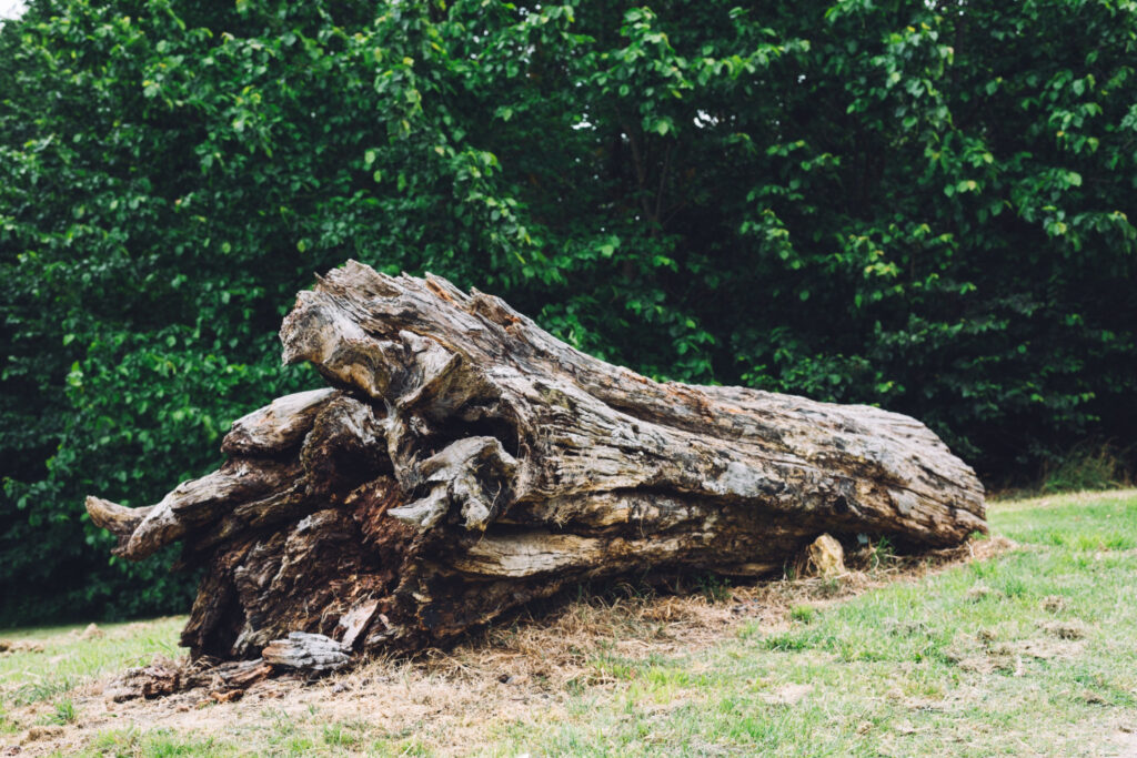 tree removal