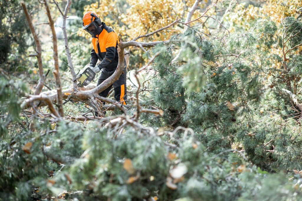 tree removal